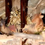 20121209-1118-tma-7239