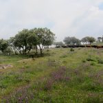 20130427-1229-LauraGr-4541
